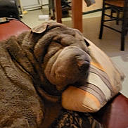 Maya participe au concours pour gagner de l'argent avec cette photo : animal, architecture, blanket, building, bulldog, canine, chair, couch, cushion, dog, furniture, homedecor, hound, labradorretriever, person, pet, pitbull, puppy, sleeping, wood