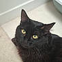 black_cat, cat, pet, animal, indoor, yellow_eyes, whiskers, fur, curious, looking_up, carpet, floor, close_up, domestic_cat, feline, cute, portrait, relaxed, household, companion