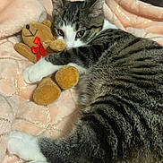 Yumi participe au concours pour gagner de l'argent avec cette photo : animal, blanket, cat, closeup, comfort, cozy, cuddle, cute, fur, home, indoor, paw, pet, plush_toy, resting, sleepy, soft_texture, striped, tabby_cat, teddy_bear