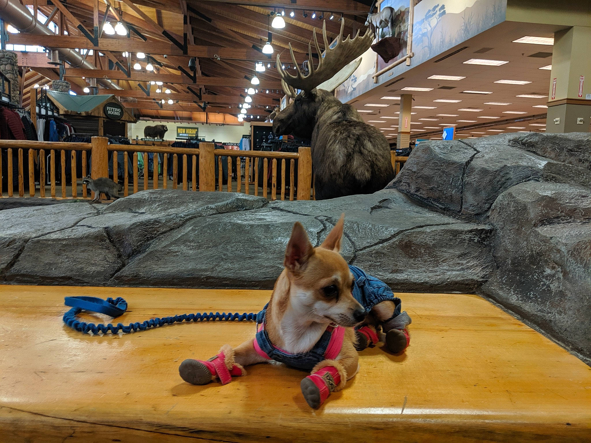 Pippin is registered to the contest to win money with this photo: canidae, carnivore, companion_dog, dog, dog_breed, fawn, floor, flooring, pembroke_welsh_corgi, play, wood