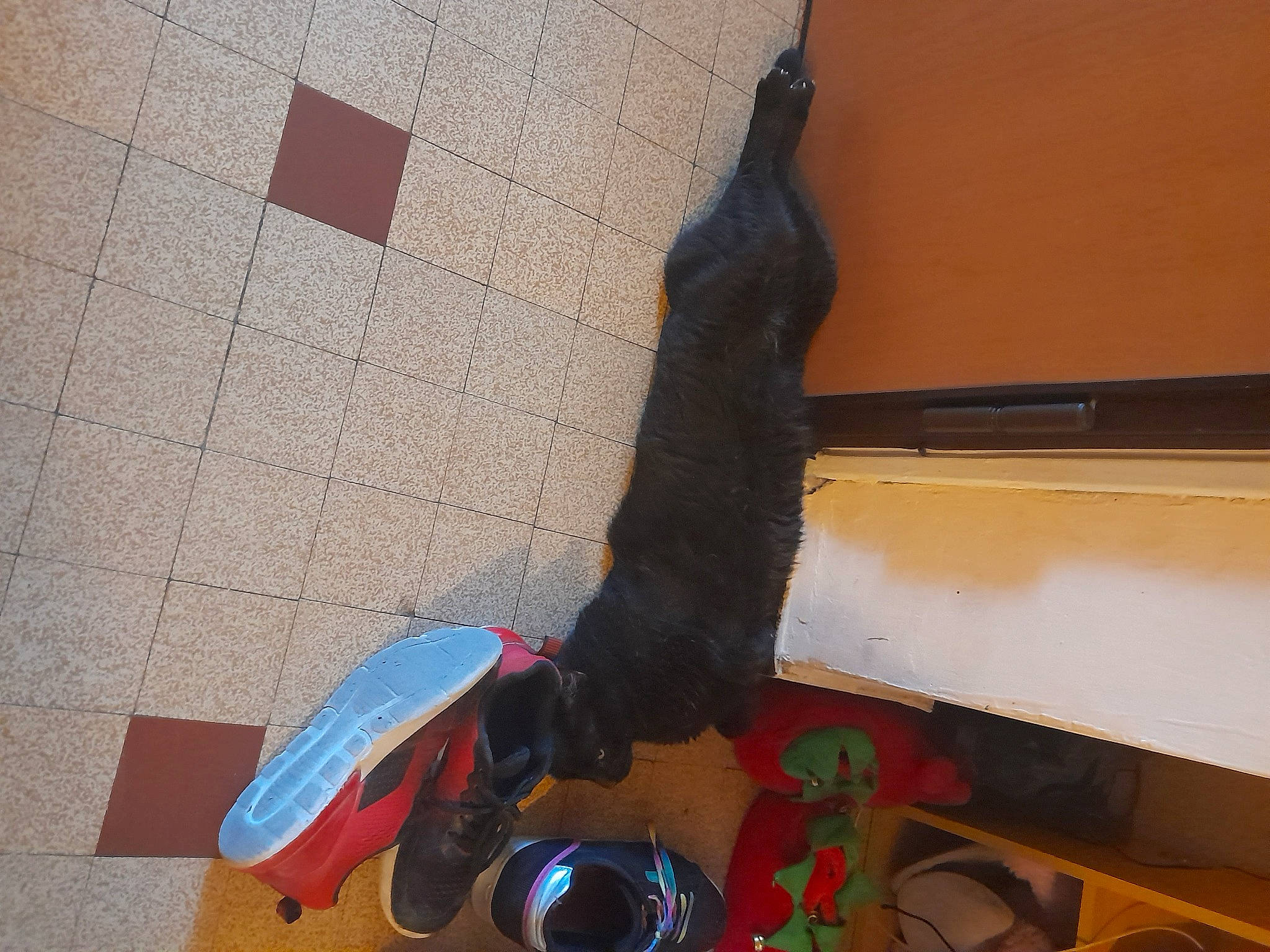 Clyde a rejoint le concours — aidez-le/la à gagner de superbes lots ! felidae, floor, flooring, fun, fur, hardwood, human_leg, plastic, room, shadow, small_to_medium_sized_cats, sporting_group, stuffed_toy, tail, tints_and_shades, toy, visual_arts, wing, wood