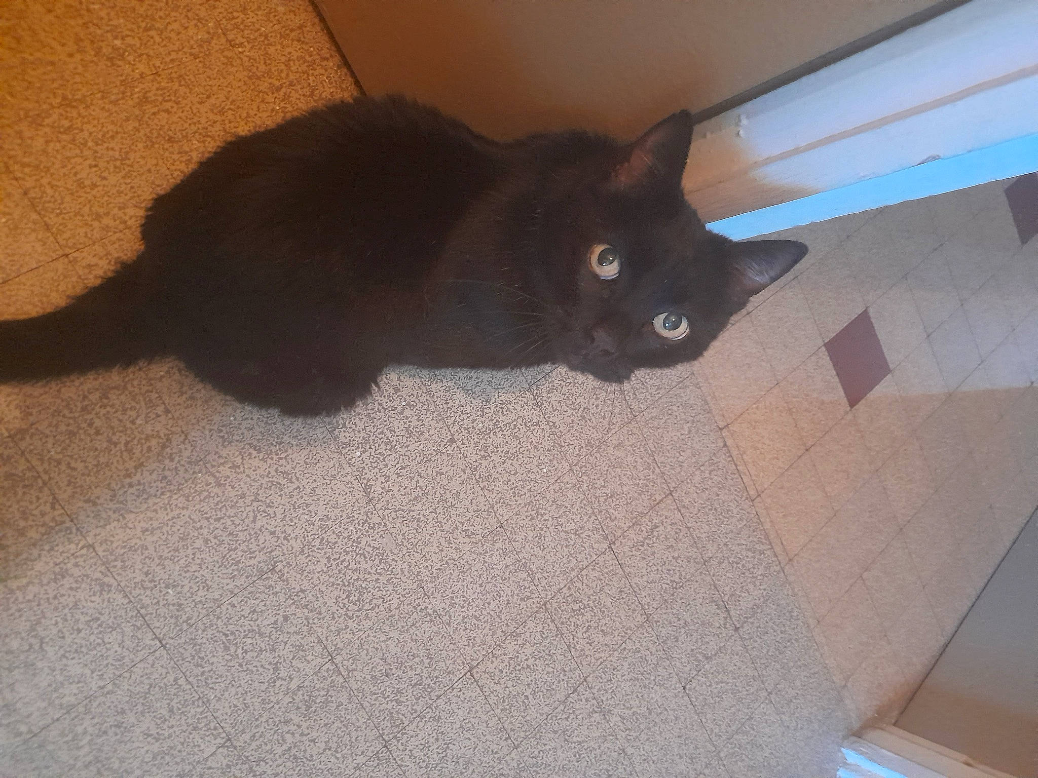 Clyde a rejoint le concours — aidez-le/la à gagner de superbes lots ! black_cat, bombay, carnivore, cat, domestic_short_haired_cat, felidae, floor, flooring, fur, grey, hardwood, paw, room, shadow, small_to_medium_sized_cats, snout, tail, terrestrial_animal, whiskers, wood