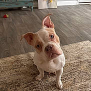 Titan joined the competition — help win amazing prizes! dog, pet, indoor, curious, head_tilt, ear, floor, rug, furniture, decor, painting, cabinet, wood_floor, brown, white, animal, canine, companion, cute, domestic