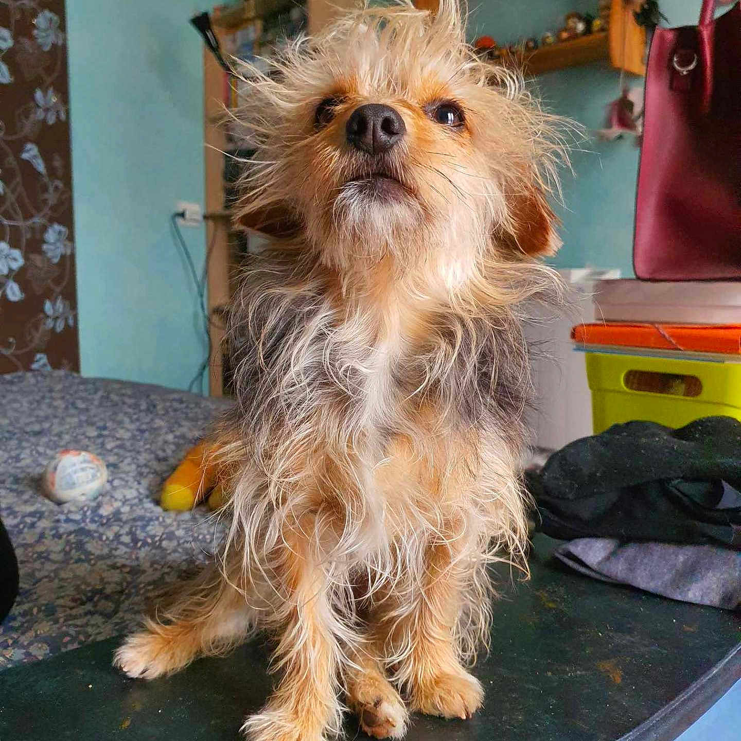 Grisouille participe au concours pour gagner de l'argent avec cette photo : accessories, affenpinscher, americanfootball, americanfootballball, animal, bag, ball, canine, clothing, dog, football, handbag, indoors, pet, poodle, puppy, soccer, soccerball, sport, terrier