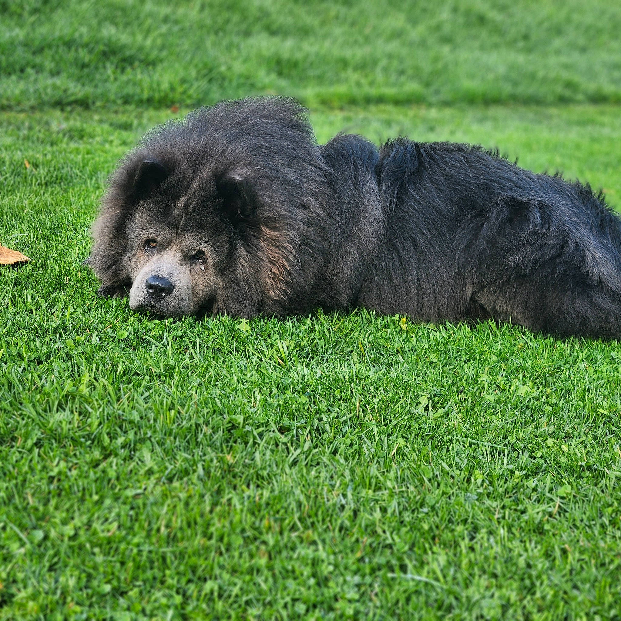 Raider is registered to the contest to win money with this photo: bear, brown_bear, canidae, carnivore, dog_breed, fur, grass, grassland, grizzly_bear, groundcover, groundhog, mustelidae, otter, pasture, prairie, snout, sporting_group, terrestrial_animal, wildlife, zoo