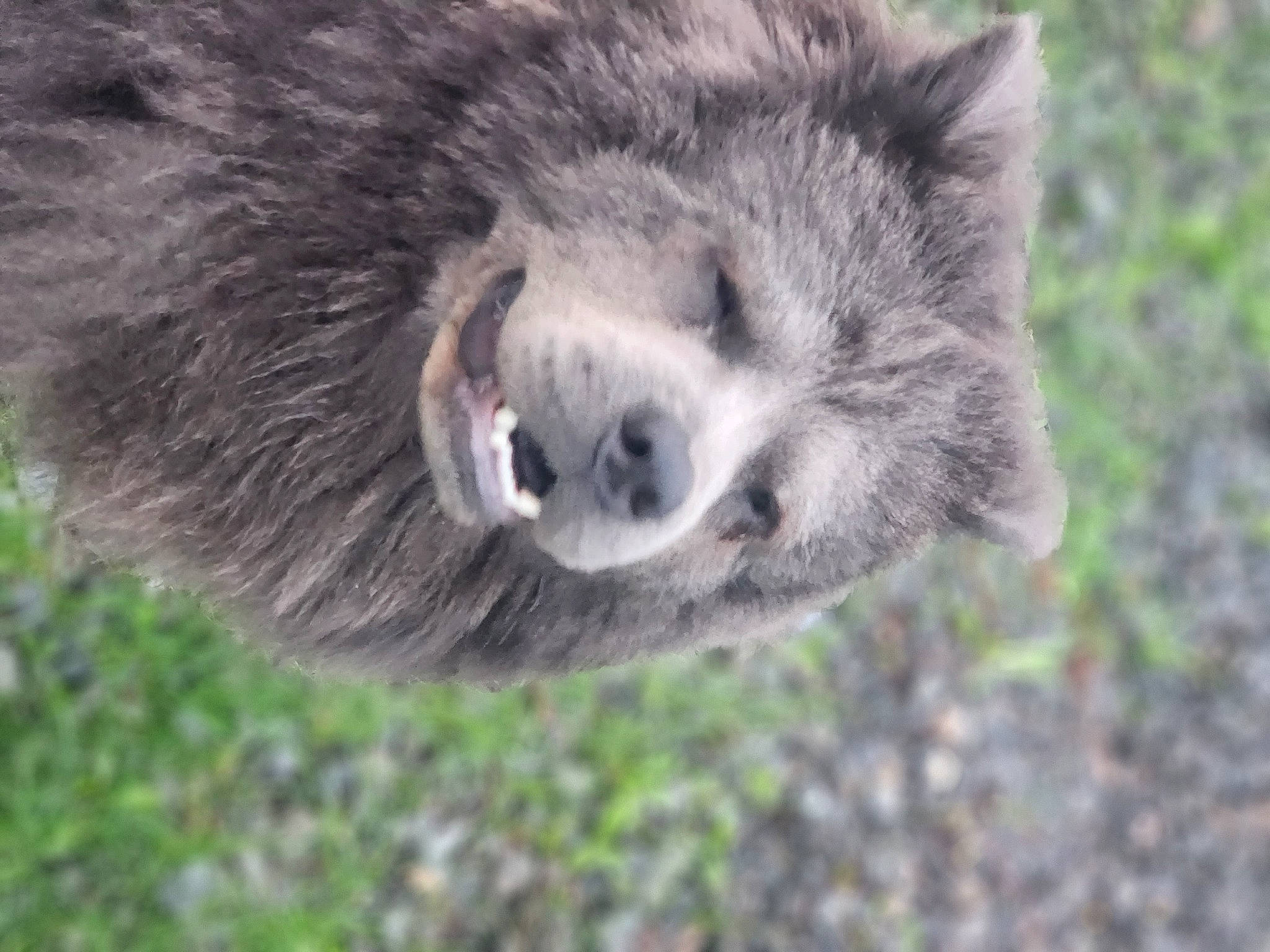 Raider is registered to the contest to win money with this photo: balance, carnivore, fur, primate, procyon, procyonidae, snout, tail, terrestrial_animal, whiskers, wildlife, zoo