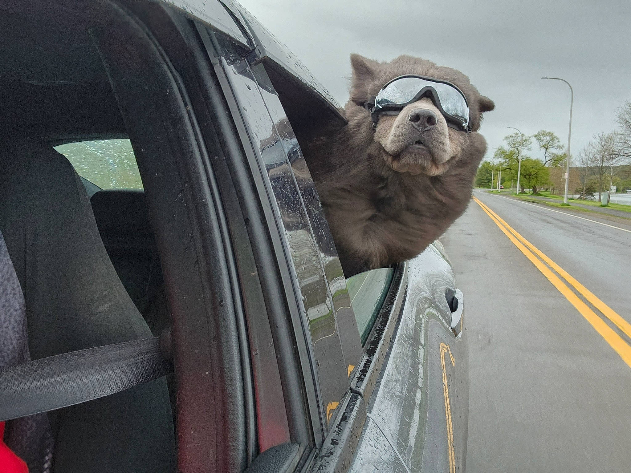 Raider is registered to the contest to win money with this photo: auto_part, automotive_design, automotive_exterior, automotive_lighting, automotive_mirror, automotive_tire, car, eyewear, hood, mode_of_transport, motor_vehicle, rear_view_mirror, sky, snout, tire, tree, vehicle, vehicle_door, windscreen_wiper, working_animal