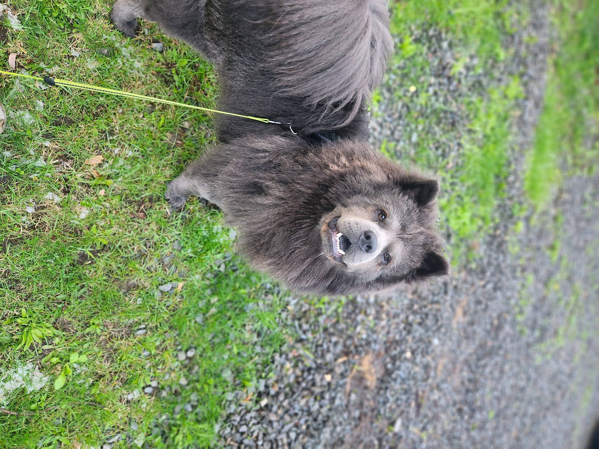 Raider is registered to the contest to win money with this photo: carnivore, claw, fur, grass, groundcover, mustelidae, procyon, procyonidae, sloth, snout, soil, tail, terrestrial_animal, trunk, two_toed_sloth, viverridae, whiskers, wildlife, wood, zoo