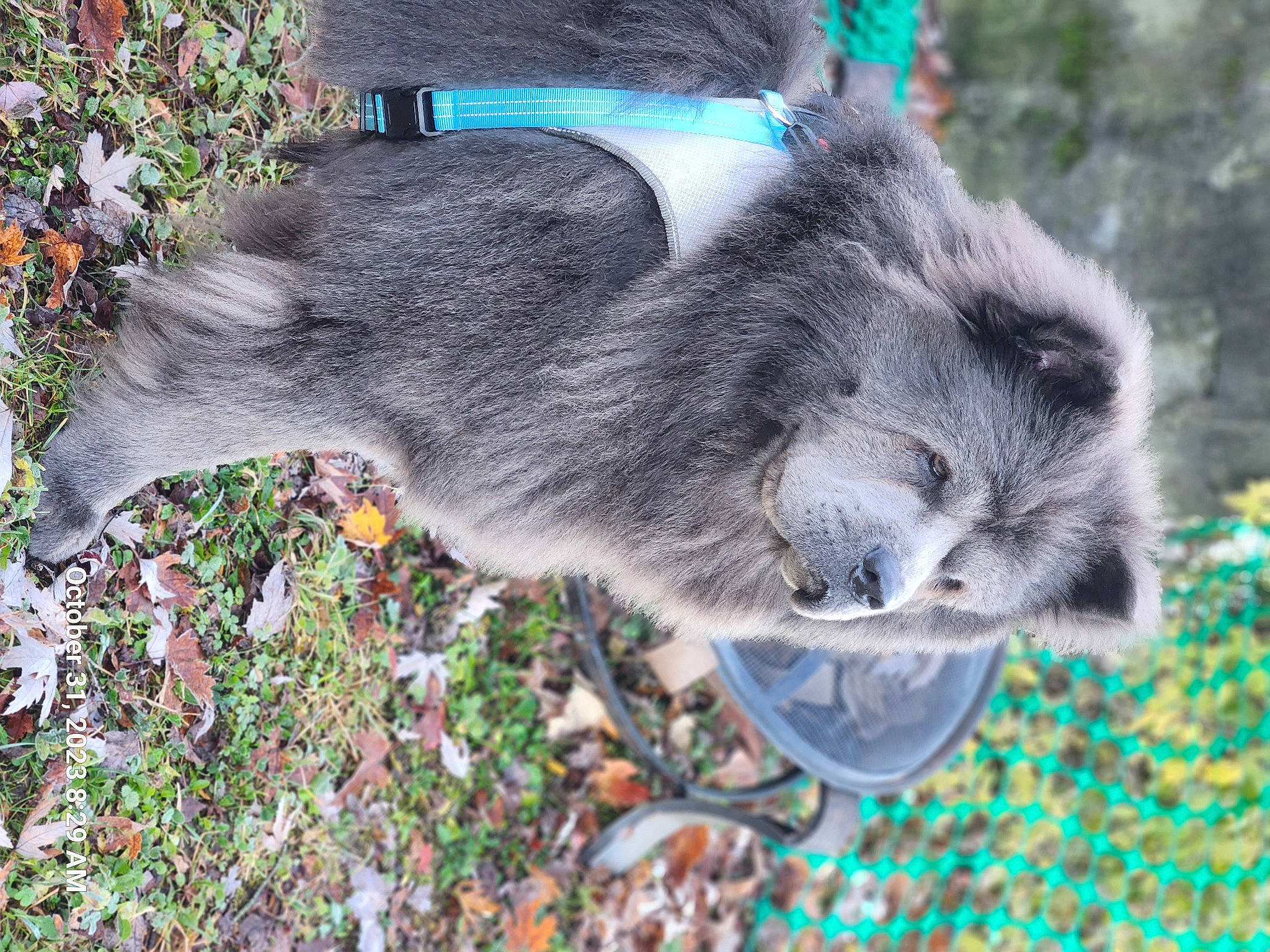 Raider is registered to the contest to win money with this photo: dog_breed, fur, grass, groundcover, koala, marsupial, plant, shrub, snout, terrestrial_animal, tree, wildlife