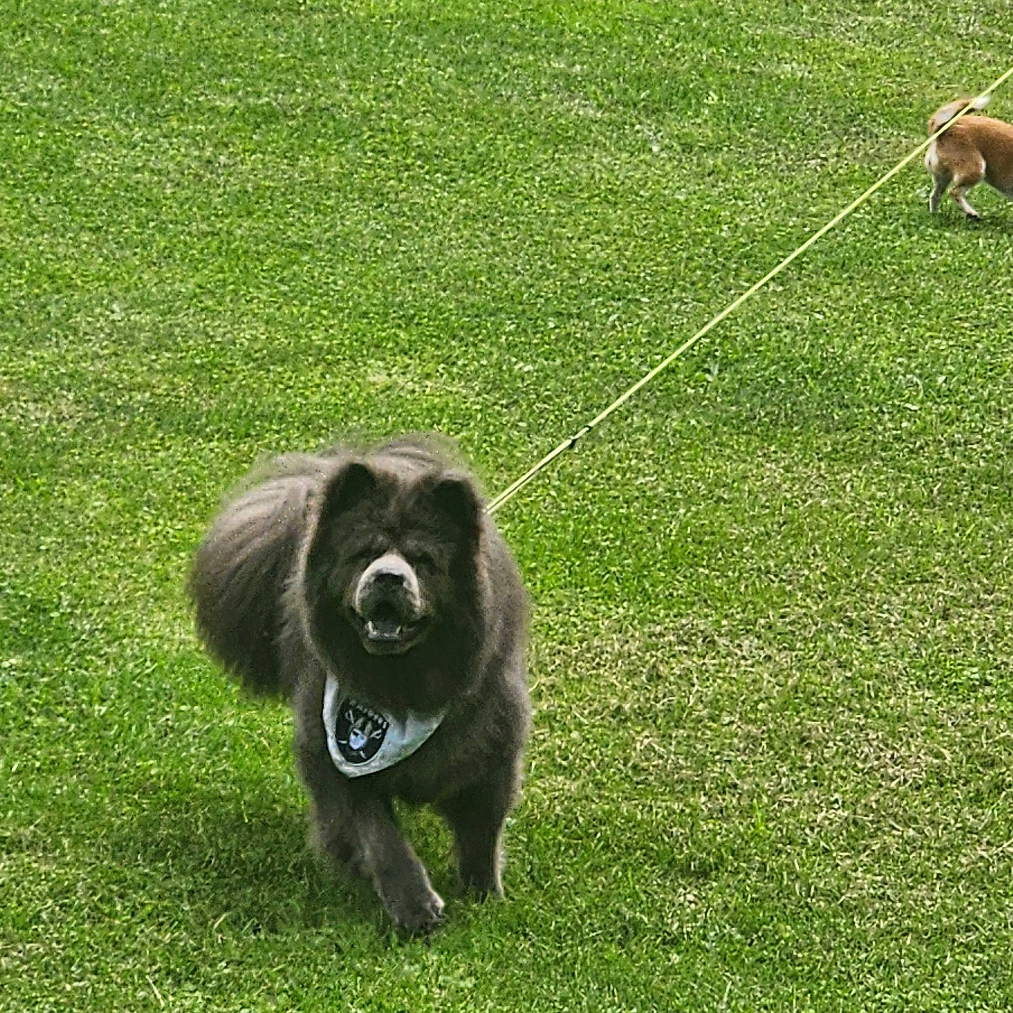 Raider is registered to the contest to win money with this photo: canidae, carnivore, companion_dog, dog, dog_breed, german_spitz, german_spitz_klein, german_spitz_mittel, grass, grassland, groundcover, mammal, pasture, primate, sporting_group, tail, terrestrial_animal, vertebrate, working_animal, working_dog