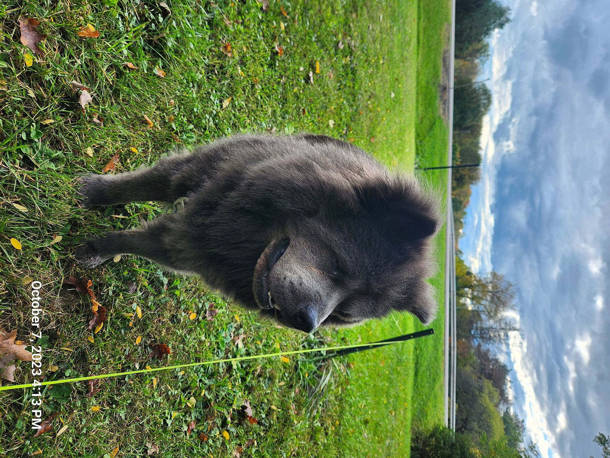 Raider joined the competition — help win amazing prizes! carnivore, cat, cloud, felidae, fence, fur, grass, groundcover, plant, shrub, sky, small_to_medium_sized_cats, snout, sporting_group, tail, terrestrial_animal, tree, trunk, wildlife, working_animal