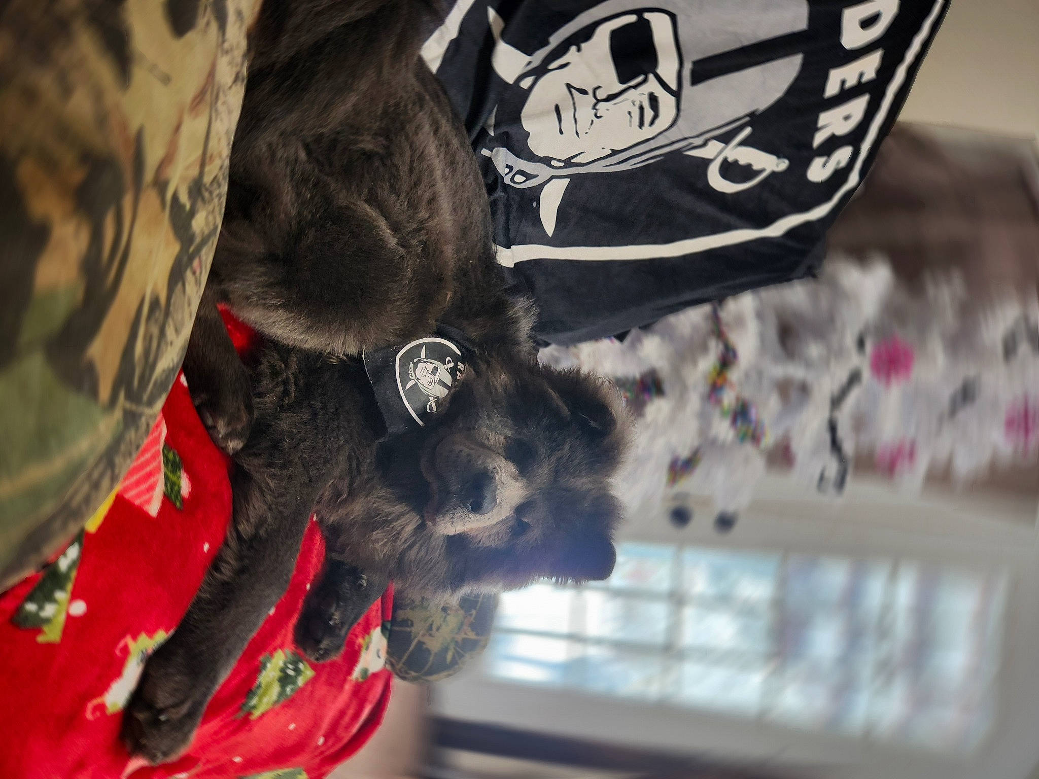 Raider is registered to the contest to win money with this photo: canidae, cap, carmine, carnivore, companion_dog, dog_breed, fashion_accessory, felidae, fur, logo, non_sporting_group, personal_protective_equipment, sleeve, small_to_medium_sized_cats, sporting_group, sports_gear, sportswear, tail, tree, whiskers