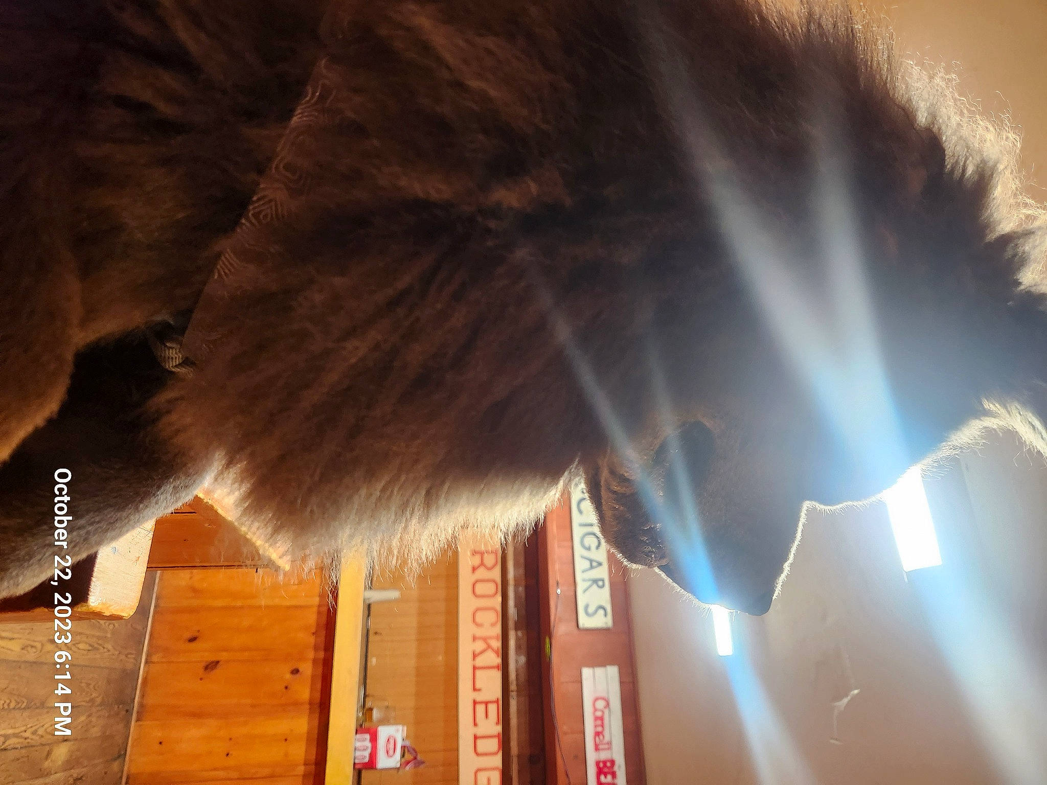 Raider joined the competition — help win amazing prizes! darkness, fashion_accessory, feather, flooring, fun, fur, gesture, graphics, heat, lens_flare, night, reflection, shadow, sky, tail, tints_and_shades, umbrella, whiskers, wing, wood