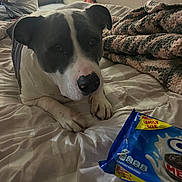 Blu is registered to the contest to win money with this photo: dog, bed, blanket, person, indoors, package, oreo, furniture, white, black, resting, paws, comfort, fabric, casual, relaxation, animal, human, home, snack