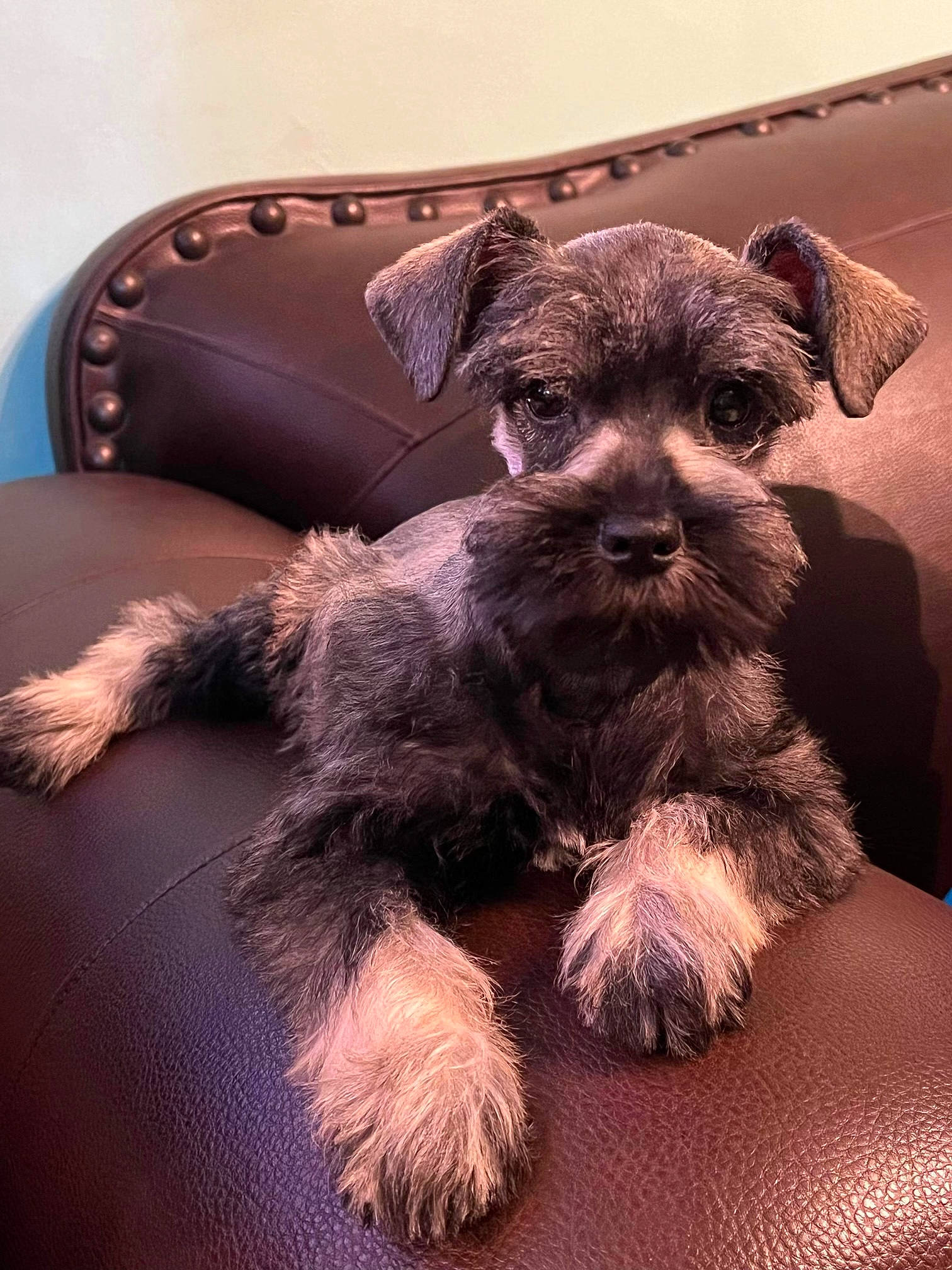 Ace is registered to the contest to win money with this photo: canidae, carnivore, comfort, companion_dog, dog, dog_breed, dog_supply, ear, fashion_accessory, fawn, fur, paw, snout, sporting_group, toy_dog, working_animal