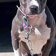 Putagirl is registered to the contest to win money with this photo: dog, pit_bull, gray_dog, white_chest, sitting, portrait, collar, leash, chain, tags, short_hair, floppy_ears, front_facing, serious_expression, outdoor, sunlight, dark_background, paws, muscular, pet