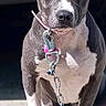dog, pit_bull, gray_dog, white_chest, sitting, portrait, collar, leash, chain, tags, short_hair, floppy_ears, front_facing, serious_expression, outdoor, sunlight, dark_background, paws, muscular, pet