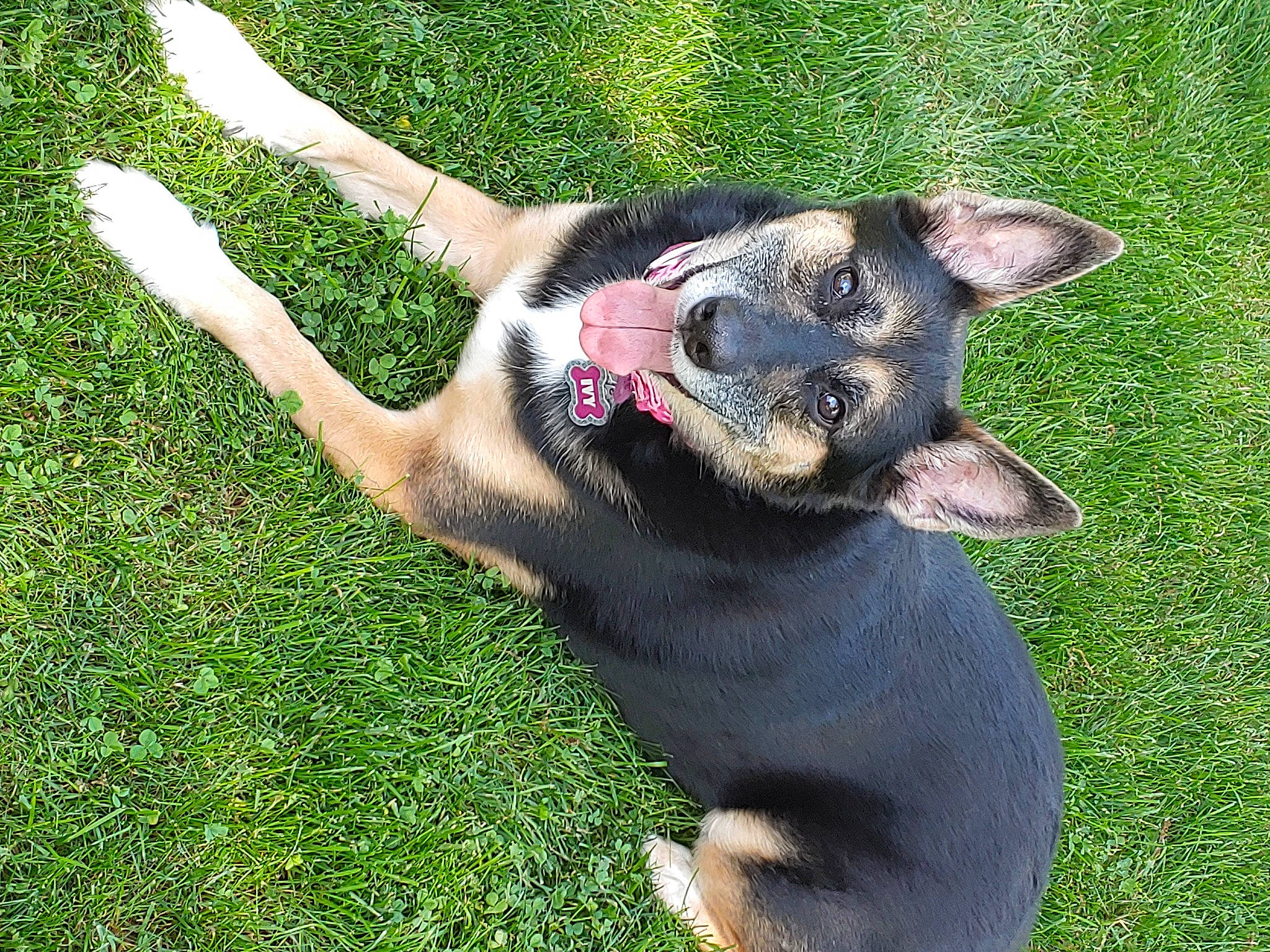 Ivy is registered to the contest to win money with this photo: canidae, carnivore, collar, companion_dog, dog, dog_breed, grass, jaw, lawn, mammal, paw, snout, sporting_group, tongue, working_animal, working_dog