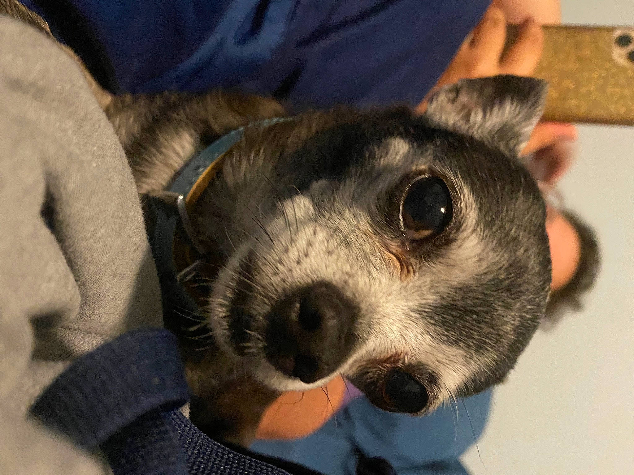 Zeus joined the competition — help win amazing prizes! canidae, carnivore, comfort, companion_dog, dog, dog_breed, ear, eye, fawn, fur, non_sporting_group, paw, puppy, sporting_group, terrestrial_animal, toy_dog, whiskers, working_animal