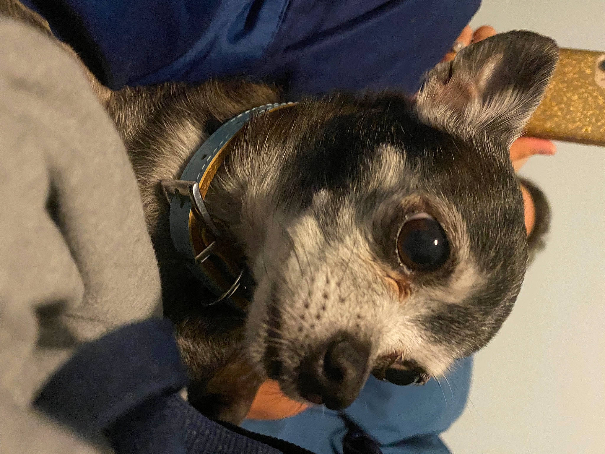 Zeus is registered to the contest to win money with this photo: canidae, carnivore, chihuahua, collar, companion_dog, dog, dog_breed, dog_clothes, ear, eye, fawn, fur, snout, sporting_group, terrestrial_animal, terrier, toy, toy_dog, whiskers, working_animal