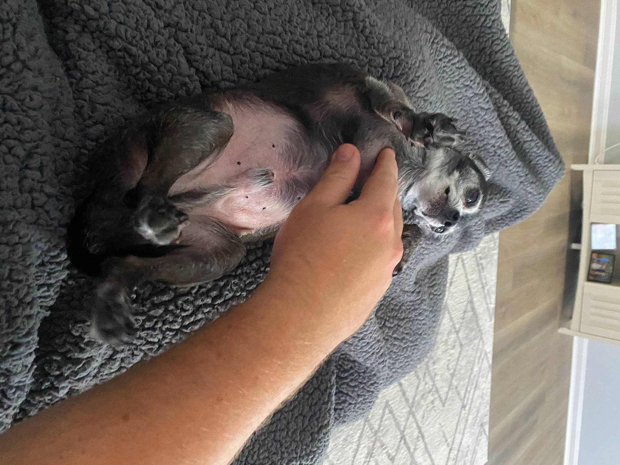 Zeus joined the competition — help win amazing prizes! carnivore, cat, claw, comfort, dog_breed, fawn, felidae, foot, fur, grey, human_leg, nail, nap, paw, small_to_medium_sized_cats, snout, sporting_group, tail, whiskers, wrist