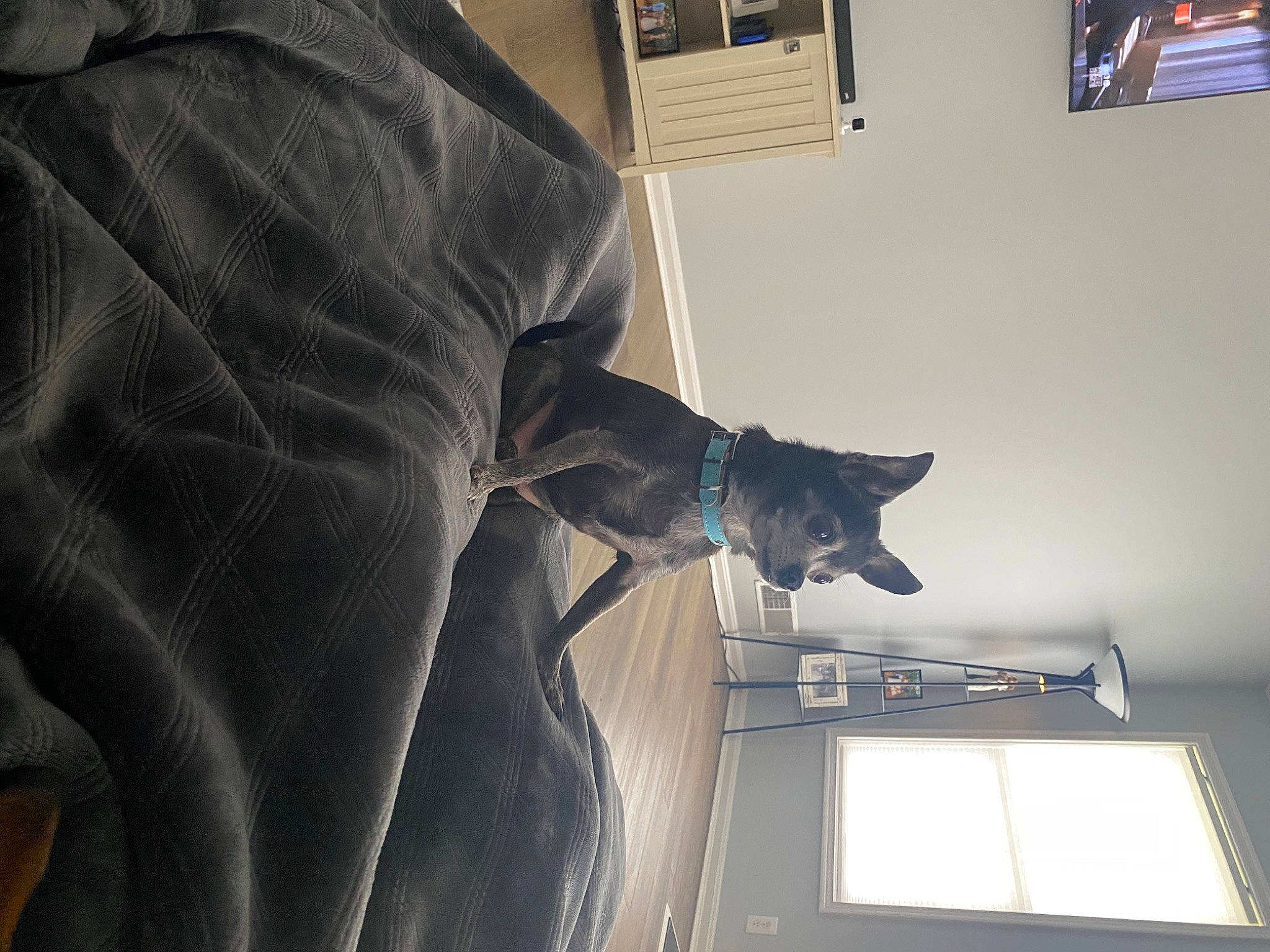 Zeus is registered to the contest to win money with this photo: automotive_tire, automotive_wheel_system, canidae, carnivore, comfort, dog, dog_breed, felidae, flooring, fur, gesture, grey, picture_frame, room, sporting_group, tail, window