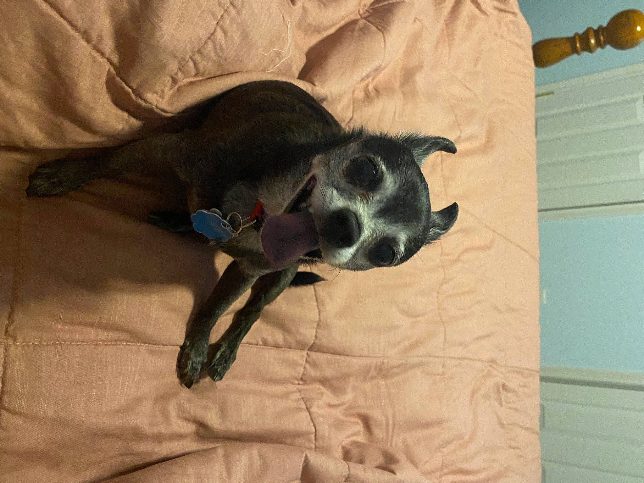 Zeus is registered to the contest to win money with this photo: canidae, carnivore, comfort, companion_dog, dog, dog_breed, dog_supply, fawn, felidae, flooring, fur, grey, linens, small_to_medium_sized_cats, snout, sporting_group, tail, toy_dog, whiskers, working_animal