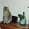 Mimine participe au concours pour gagner de l'argent avec cette photo : animal, cat, desk, diningtable, furniture, indoors, interiordesign, jar, kitten, pet, plant, planter, pottedplant, pottery, table, tabletop, vase, window, windowsill, wood