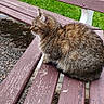 Mimine a rejoint le concours — aidez-le/la à gagner de superbes lots ! animal, backyard, bench, cat, furniture, grass, hardwood, kitten, lawn, manx, nature, outdoors, park, parkbench, person, pet, plant, soil, wood, yard