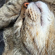 Mimine a rejoint le concours — aidez-le/la à gagner de superbes lots ! animal, cat, close_up, cute, domestic_cat, fur, head, indoor, mammal, nose, peaceful, pet, portrait, relaxation, resting, sleeping, soft_light, tabby_cat, texture, whiskers