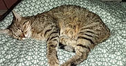 Mimine a rejoint le concours — aidez-le/la à gagner de superbes lots ! abyssinian, animal, bed, blanket, cat, couch, cushion, egyptiancat, furniture, homedecor, kitten, manx, ocelot, person, pet, quilt, sleeping