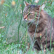 Moon participe au concours pour gagner de l'argent avec cette photo : cat, cat_like_mammal, fauna, grass, grass_family, mammal, organism, small_to_medium_sized_cats, snout, tabby_cat, whiskers, wild_cat, wildlife