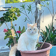 Rosi is registered to the contest to win money with this photo: blue_eyes, cat, daylight, feline, flower, flower_pot, fluffy, garden, greenery, leaves, nature, outdoor, pet, plant, pottery, sitting, stem, sunlight, tail, white_wall