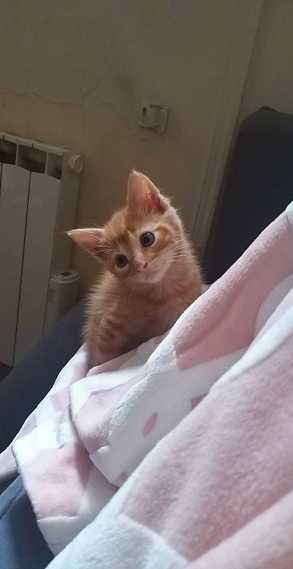 Pito participe au concours pour gagner de l'argent avec cette photo : asian, burmilla, carnivore, cat, ear, european_shorthair, fawn, felidae, fur, german_rex, kitten, mammal, munchkin, singapura, skin, small_to_medium_sized_cats, tabby_cat, turkish_angora, whiskers