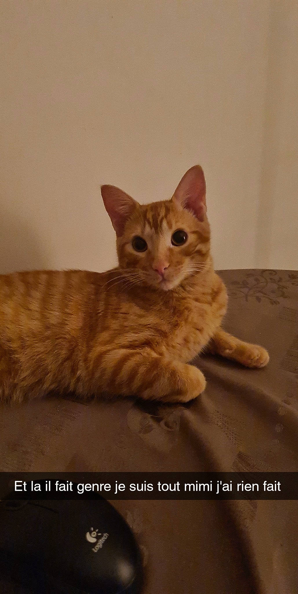 Pito a rejoint le concours — aidez-le/la à gagner de superbes lots ! aegean_cat, arabian_mau, asian, australian_mist, carnivore, cat, domestic_short_haired_cat, dragon_li, european_shorthair, eye, felidae, german_rex, kitten, mammal, organism, photo_caption, skin, small_to_medium_sized_cats, tabby_cat, whiskers