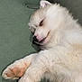 puppy, dog, sleeping, fluffy, white, paw, closeup, cute, pet, animal, cozy, resting, fur, snout, nose, indoor, relaxed, peaceful, soft, adorable