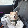 Yuki a rejoint le concours — aidez-le/la à gagner de superbes lots ! puppy, dog, pet, blue_eyes, carrier_bag, car_interior, car_seat, fabric, soft, cozy, fur, small_dog, harness, happy, cute, travel, window, seatbelt, leather_seat, vehicle