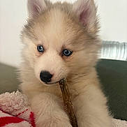 Yuki participe au concours pour gagner de l'argent avec cette photo : puppy, dog, blue_eyes, fluffy, chewing, stick, blanket, red, white, cute, pet, animal, furry, close_up, indoor, soft_focus, cozy, young, adorable, face