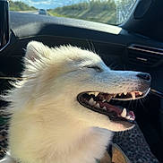 Yuki participe au concours pour gagner de l'argent avec cette photo : canine, car_interior, clouds, dashboard, daytime, dog, fluffy, happiness, leash, mouth_open, nature, pet, road, seat, sky, smiling, sunlight, travel, white_dog, window