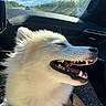 canine, car_interior, clouds, dashboard, daytime, dog, fluffy, happiness, leash, mouth_open, nature, pet, road, seat, sky, smiling, sunlight, travel, white_dog, window