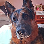 Tiago a rejoint le concours — aidez-le/la à gagner de superbes lots ! dog, german_shepherd, pet, indoor, portrait, animal, fur, ears, face, brown, black, curious, living_room, furniture, frame, table, canine, closeup, companion, domestic