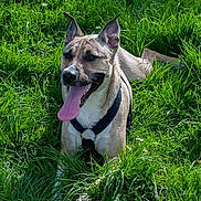 Hayden participe au concours pour gagner de l'argent avec cette photo : dog, canine, grass, outdoor, pet, animal, tongue, happy, nature, greenery, ears, panting, summer, playful, leash, collar, muzzle, fur, daylight, field