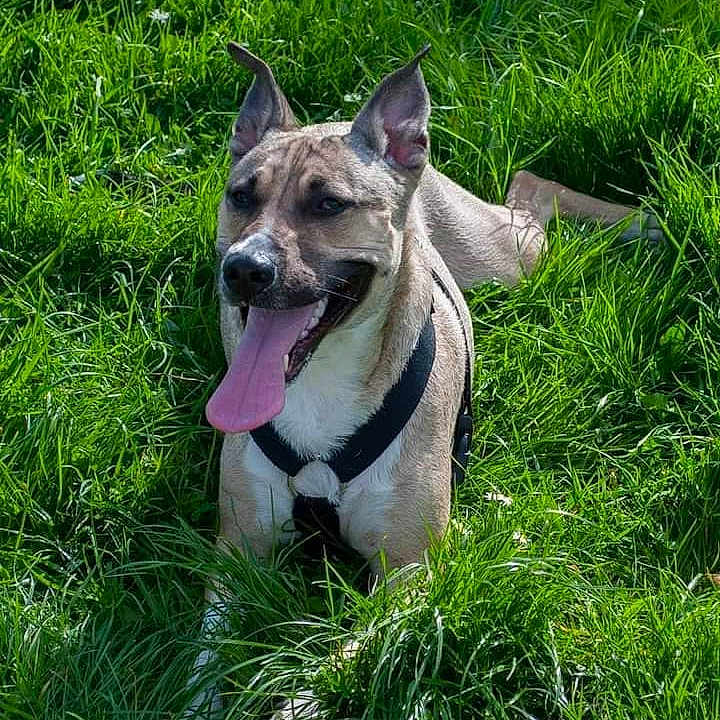 Hayden participe au concours pour gagner de l'argent avec cette photo : dog, canine, grass, outdoor, pet, animal, tongue, happy, nature, greenery, ears, panting, summer, playful, leash, collar, muzzle, fur, daylight, field
