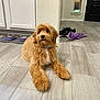 Muffin is registered to the contest to win money with this photo: dog, puppy, indoor, floor, tile_floor, kitchen, cabinet, pet_bowl, plush_toy, shoes, door, wall, collar, fur, animal, cute, pet, relaxed, brown, home