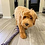 Muffin is registered to the contest to win money with this photo: dog, puppy, golden_doodle, rope_toy, floor, wooden_floor, indoor, home, door, shoes, walking, pet, cute, fluffy, animal, brown_fur, toy, flooring, curious, canine