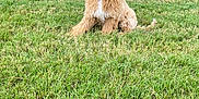 Muffin is registered to the contest to win money with this photo: dog, puppy, golden_doodle, grass, lawn, outdoor, fence, pet, canine, young_dog, collar, brown_fur, curly_fur, sitting, cute, domestic_animal, animal, nature, garden, fluffy