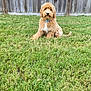 dog, puppy, golden_doodle, grass, lawn, outdoor, fence, pet, canine, young_dog, collar, brown_fur, curly_fur, sitting, cute, domestic_animal, animal, nature, garden, fluffy