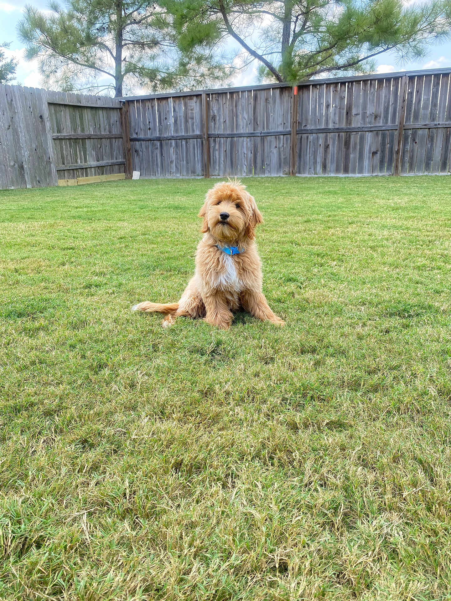Muffin is registered to the contest to win money with this photo: dog, puppy, grass, backyard, fence, wooden_fence, collar, blue_collar, tree, pine_tree, outdoor, pet, canine, sitting, fur, nature, daytime, animal, sky, cloud