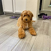 Muffin is registered to the contest to win money with this photo: puppy, dog, floor, tile_floor, indoor, cabinet, pet_bowl, toy, purple_toy, brown_fur, fluffy, cute, pet, animal, resting, looking, home, cozy, domestic, young_dog