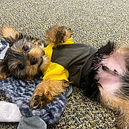 Pocket joined the competition — help win amazing prizes! puppy, dog, pet, yellow_shirt, plush_toy, carpet, lying_down, paw, cute, fur, playful, animal, indoor, small_dog, resting, face, ears, black_fur, brown_fur, toy